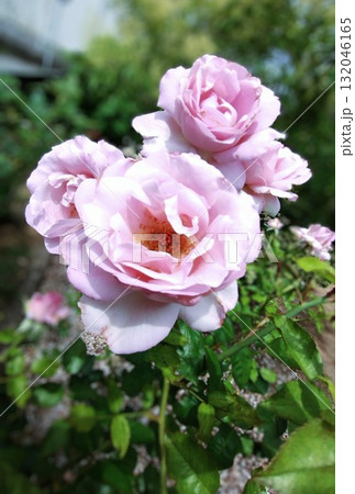 ブルームーン 132046165