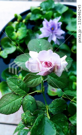 ブルームーン 132046245