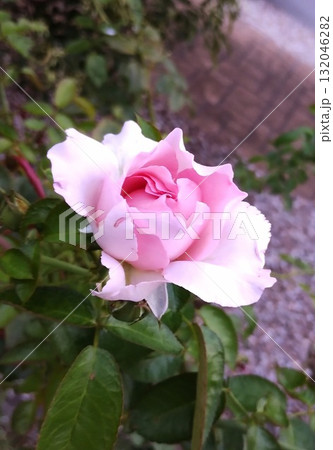 ブルームーン 132046282