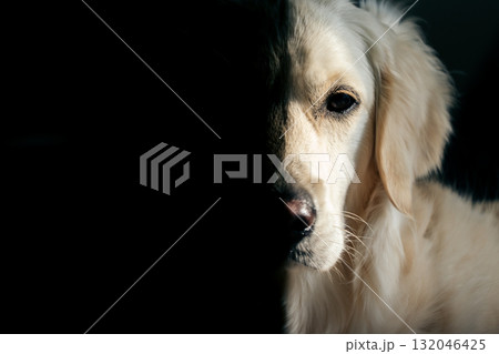 渋いハードボイルドなゴールデンレトリバー 132046425