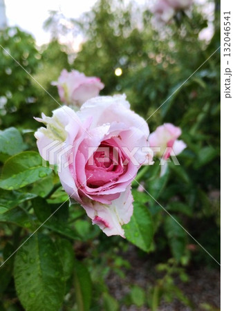 ブルームーン 132046541