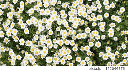 春の花壇に咲く白い花 132046576