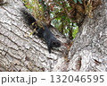 The Black Squirrels Climbing a Tree                                132046595