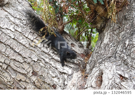 The Black Squirrels Climbing a Tree The Black Squirrels Climbing a Tree 132046595
