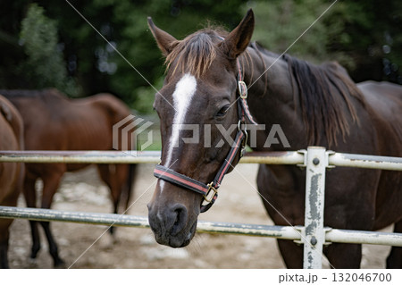 馬 ウマ 午 干支 午年 十二支 動物 乗馬 牧場 哺乳類 飼育 家畜 馬 ウマ 午 干支 午年 十二支 動物 乗馬 牧場 哺乳類 飼育 家畜 132046700