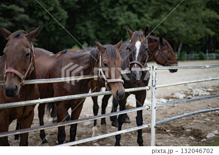馬　ウマ　午　干支　午年　十二支　動物　乗馬　牧場　哺乳類　飼育　家畜 132046702