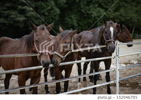 馬　ウマ　午　干支　午年　十二支　動物　乗馬　牧場　哺乳類　飼育　家畜 132046705