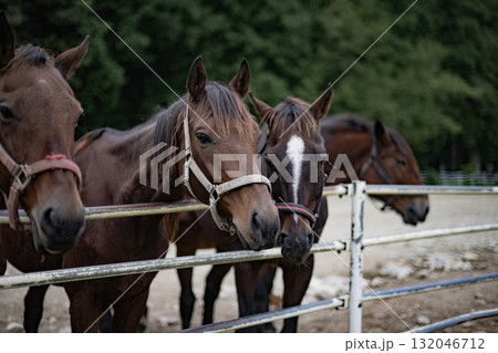 馬　ウマ　午　干支　午年　十二支　動物　乗馬　牧場　哺乳類　飼育　家畜 132046712