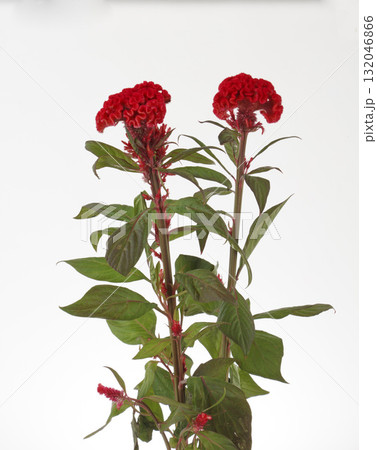 ケイトウ ケイトウ 132046866