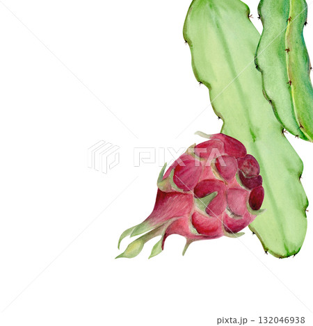 Dragon fruit with cactus leaf hand-painted watercolor card isolated on white. Tropical exotic fruit artwork, perfect for botanical prints, packaging design, healthy food concepts, summer decor Dragon fruit with cactus leaf hand-painted watercolor card isolated on white. Tropical exotic fruit artwork, perfect for botanical prints, packaging design, healthy food concepts, summer decor 132046938