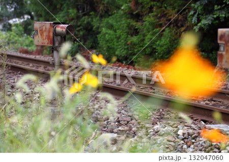 鉄道設備と鉄路と黄花コスモス 132047060
