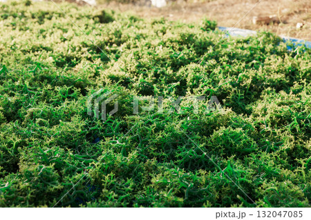 Seaweed farm at Lembongan island in Indonesia. Seaweed farm at Lembongan island in Indonesia. 132047085