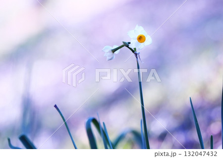 美しい背景と白い水仙の花 132047432