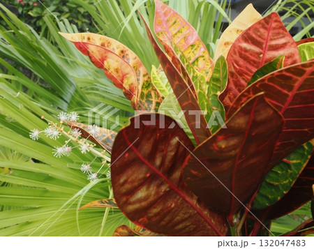 フィッツロイ島–クロトンの葉とヤシが彩る南国の一角 132047483