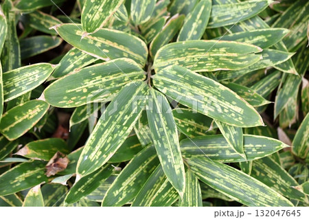 斑入りクマザサの葉 斑入りクマザサの葉 132047645