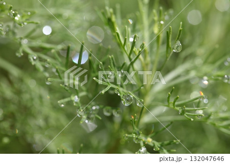 サザンウッドと雨雫 132047646