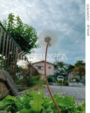 青空をバックにした街角の一本のたんぽぽの綿毛 132047655