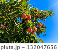 秋晴れの空に映えるヤマボウシの赤い実 132047656