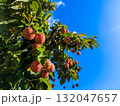 青空に映えるヤマボウシの実と緑の葉 132047657