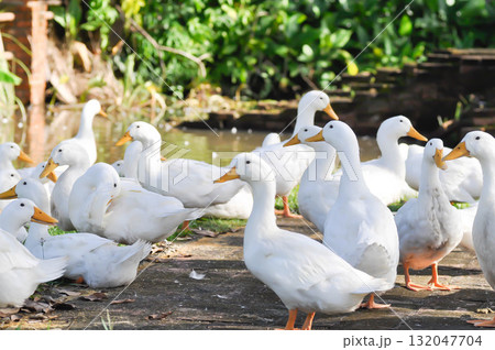 duck or ducks on the farm , farm animal 132047704