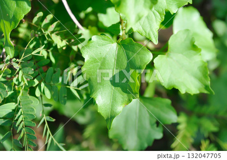 Asteraceae, climbing hempweed or Mikania cordata Burm f B L Robinson or Mikania micrantha or  Mikania scandens or weed 132047705