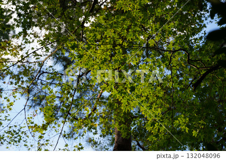 比叡山延暦寺の境内の楓 132048096