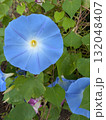 青い朝顔 132048407
