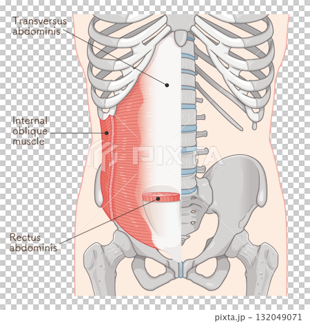 Transverse abdominis, internal oblique muscle illustration 132049071
