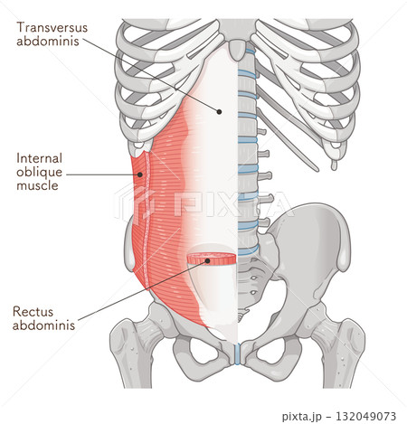 腹横筋、内腹斜筋のイラスト transversus abdominis illustration 132049073