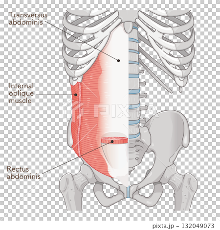 腹橫肌、內斜肌圖 132049073
