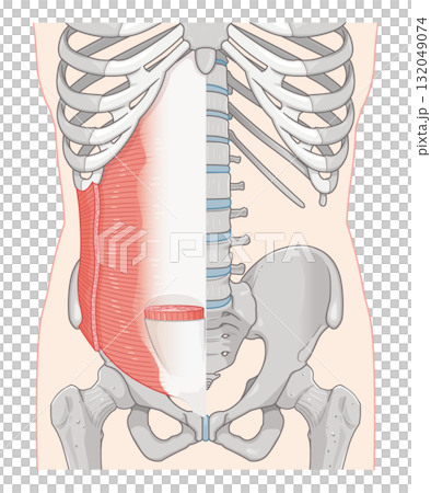 腹橫肌、內斜肌圖 132049074