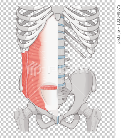 腹橫肌、內斜肌圖 132049075