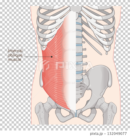Internal oblique muscle illustration Internal oblique muscle illustration 132049077