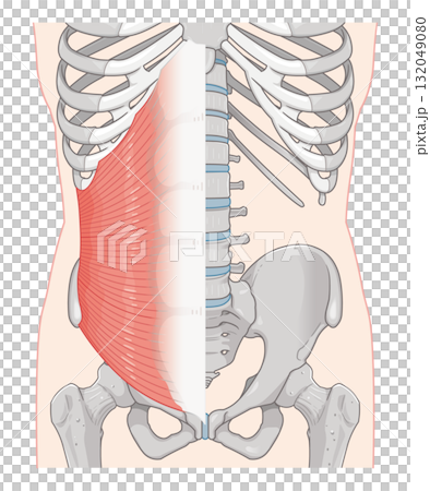 內斜肌圖 內斜肌圖 132049080