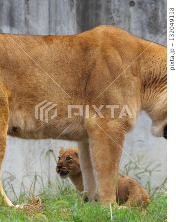 母のオッパイを見上げるライオンの赤ちゃん 132049118