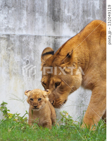 ライオンの赤ちゃんと母親 132049119