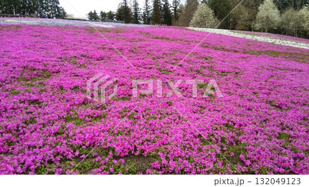 芝桜 132049123