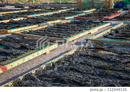 Dried seaweed in Samcheok, Gangwon-do Dried seaweed in Samcheok, Gangwon-do 132049130