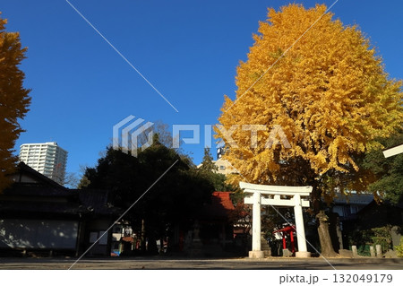 晩秋の飯塚氷川神社にて（埼玉県川口市） 132049179