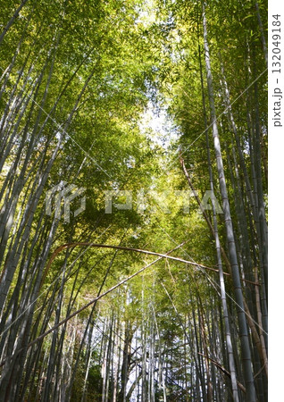竹林(岐阜県不破郡関ケ原町) 竹林(岐阜県不破郡関ケ原町) 132049184