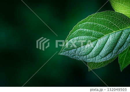 Close-Up View of Fresh Green Leaf with Textured Surface and Soft Background Close-Up View of Fresh Green Leaf with Textured Surface and Soft Background 132049503