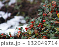 札幌の冬、ナナカマドが彩る静寂 132049714