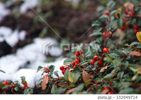 札幌の冬、ナナカマドが彩る静寂 札幌の冬、ナナカマドが彩る静寂 132049714