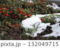 札幌の冬、ナナカマドが彩る静寂 132049715