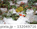 札幌の冬、ナナカマドが彩る静寂 132049716