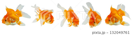 Oranda goldfish set isolated on white background close up 132049761
