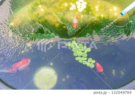 Goldfish in aquarium fish pond close up Goldfish in aquarium fish pond close up 132049764