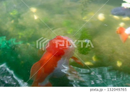 Goldfish in aquarium fish pond close up Goldfish in aquarium fish pond close up 132049765