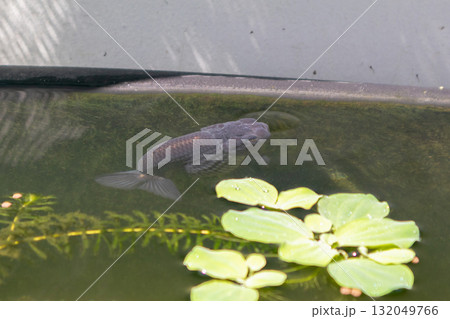 Goldfish in aquarium fish pond close up Goldfish in aquarium fish pond close up 132049766