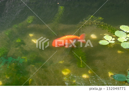 Goldfish in aquarium fish pond close up Goldfish in aquarium fish pond close up 132049771